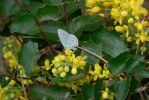 PICTURES/Walk Along The Metolius River/t_Moth7.JPG